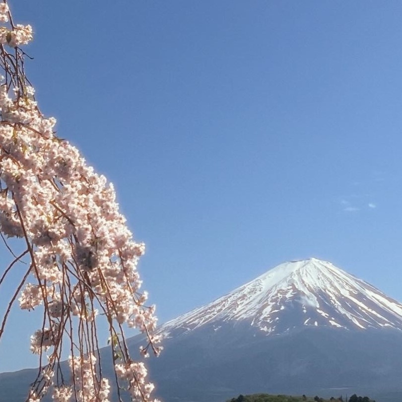 Cherry blossoms and Mount Fuji